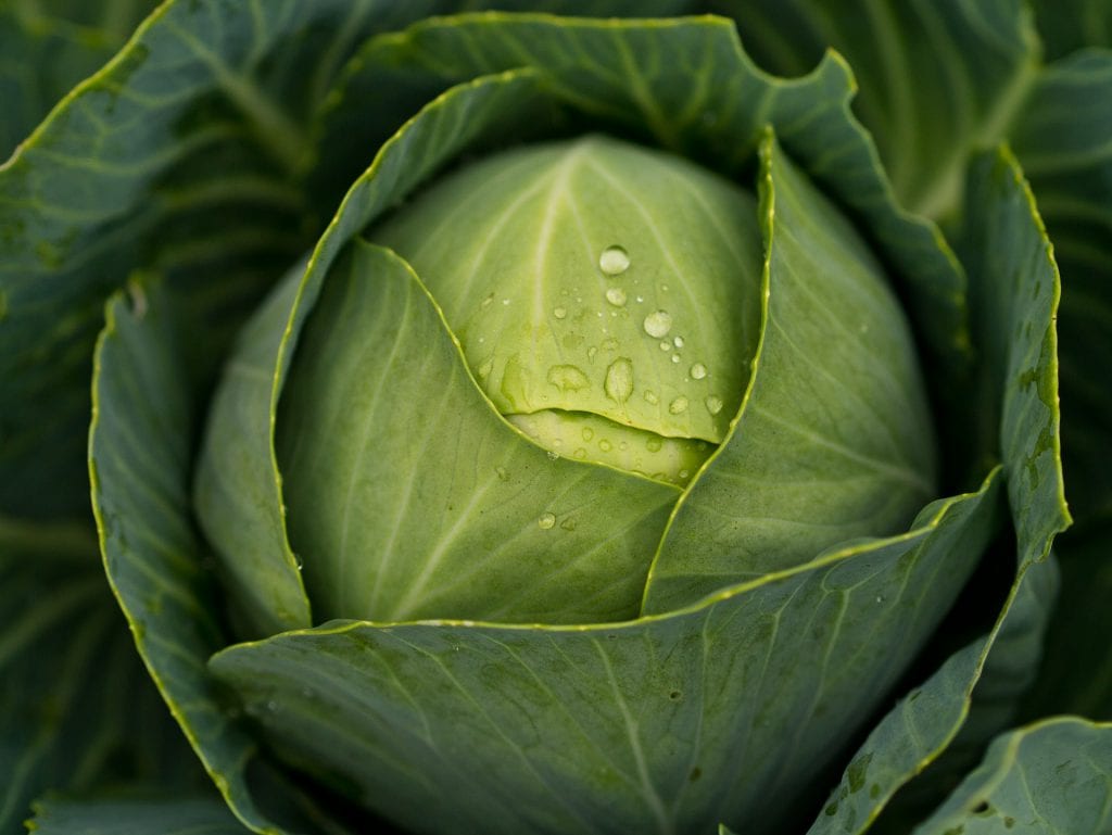 cabbage-dream-meaning-get-your-dream-interpretation-now