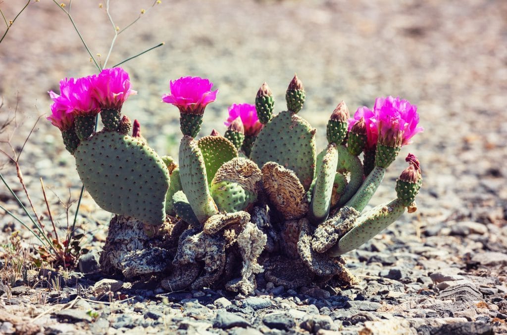 cactus-dream-meaning-get-your-dream-interpretation-now