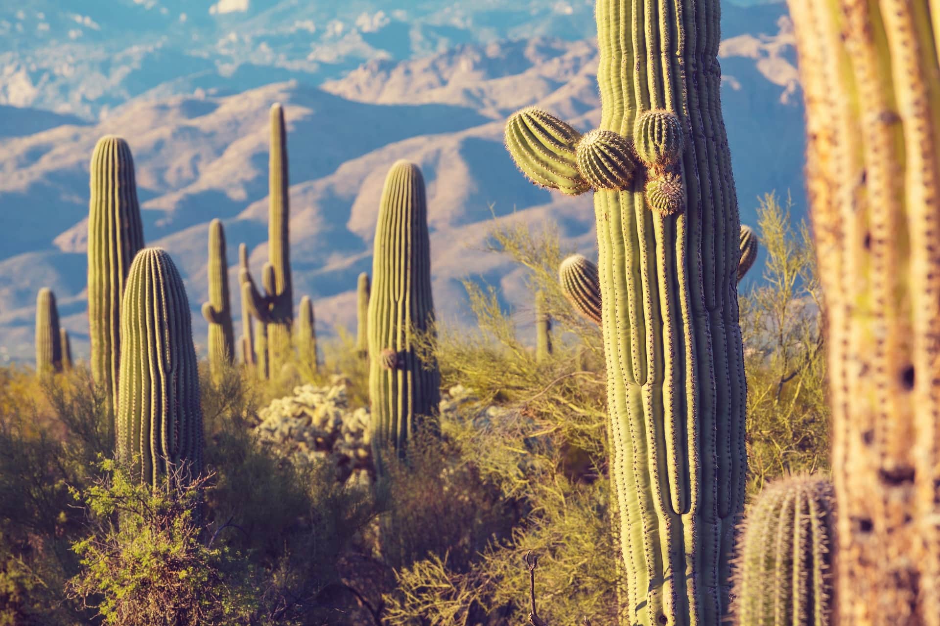 Cactus Dream Meaning Get Your Dream Interpretation Now!!!