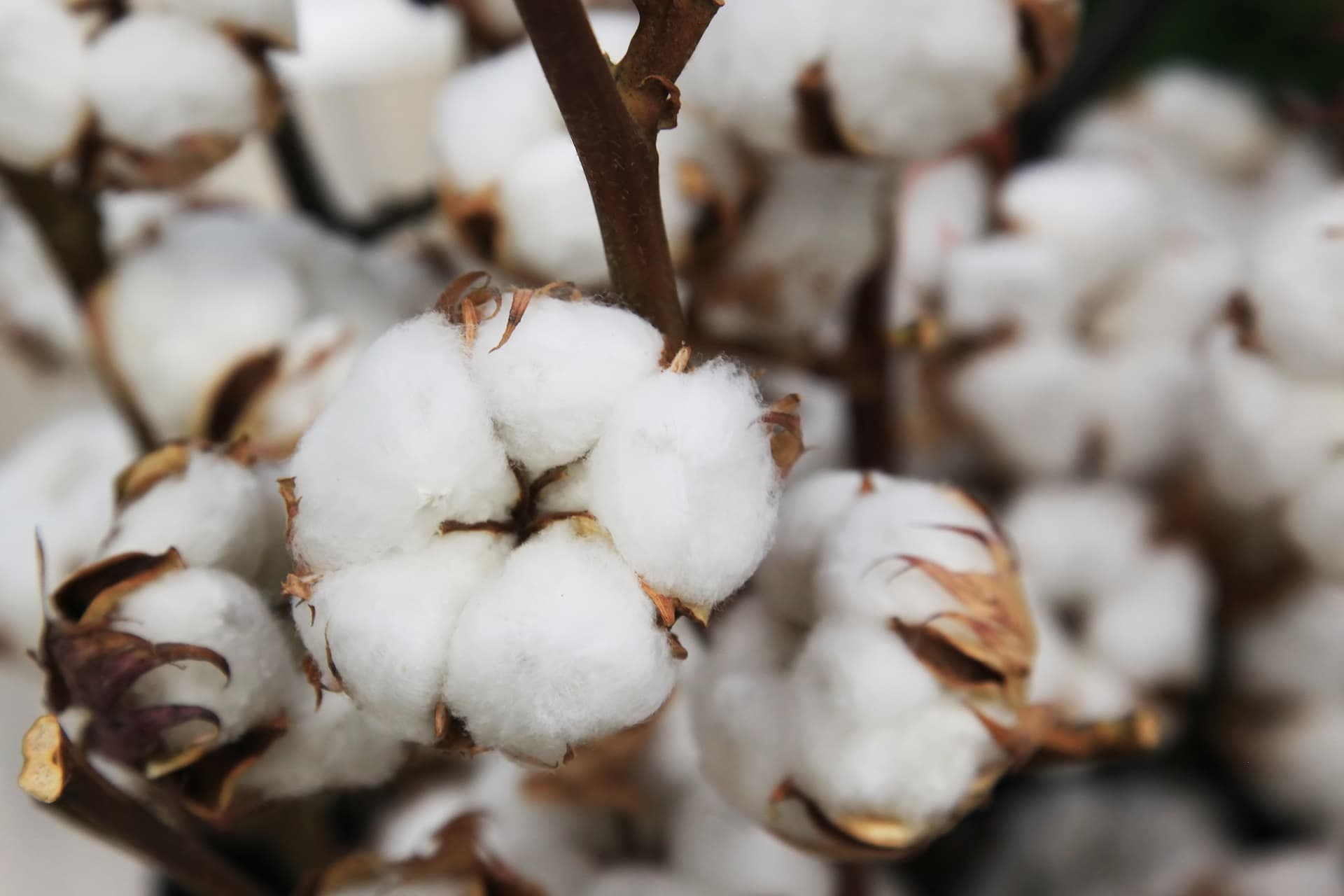 Cotton Dream Meaning Get Your Dream Interpretation Now 