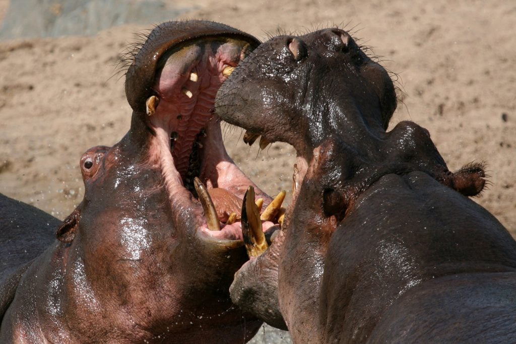  sueño hipopótamo significado, sueño sobre hipopótamo, interpretación de sueño hipopótamo, ver en un sueño hipopótamo