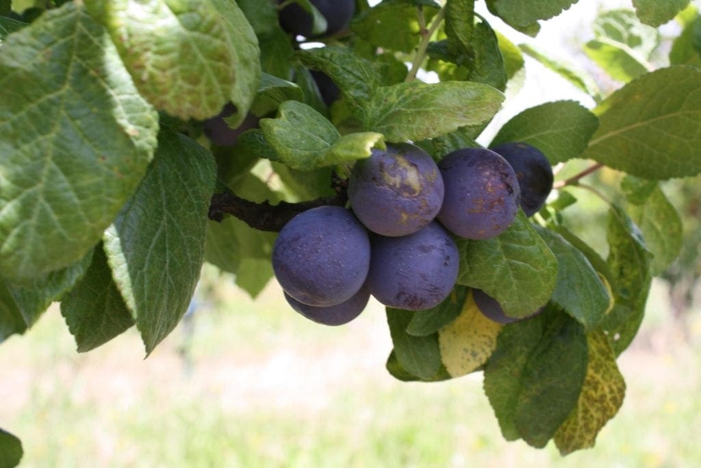 how-to-grow-plums-damsons-and-gages-lovethegarden