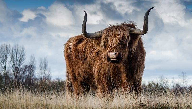 Yak Dream Meaning | Get Your Dream Interpretation Now!!!