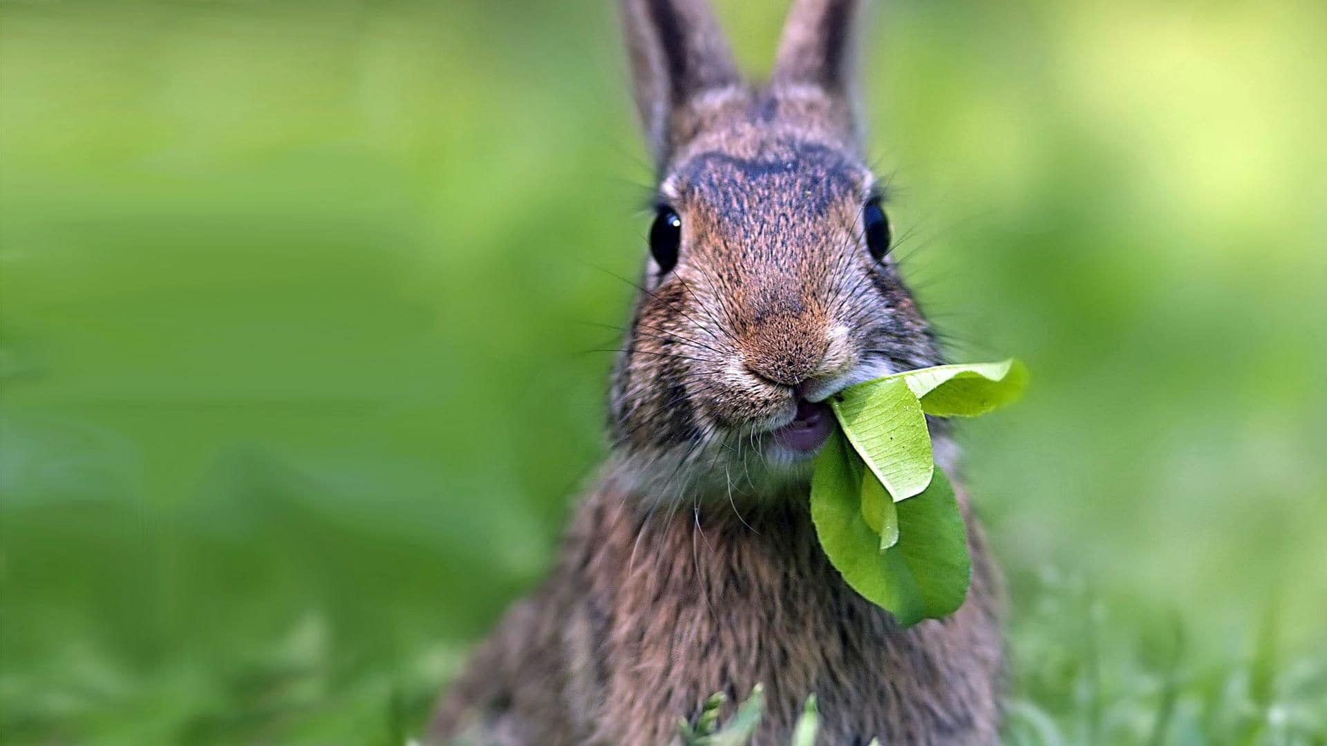 Rabbit Dream Meaning Get Your Dream Interpretation Now!!!