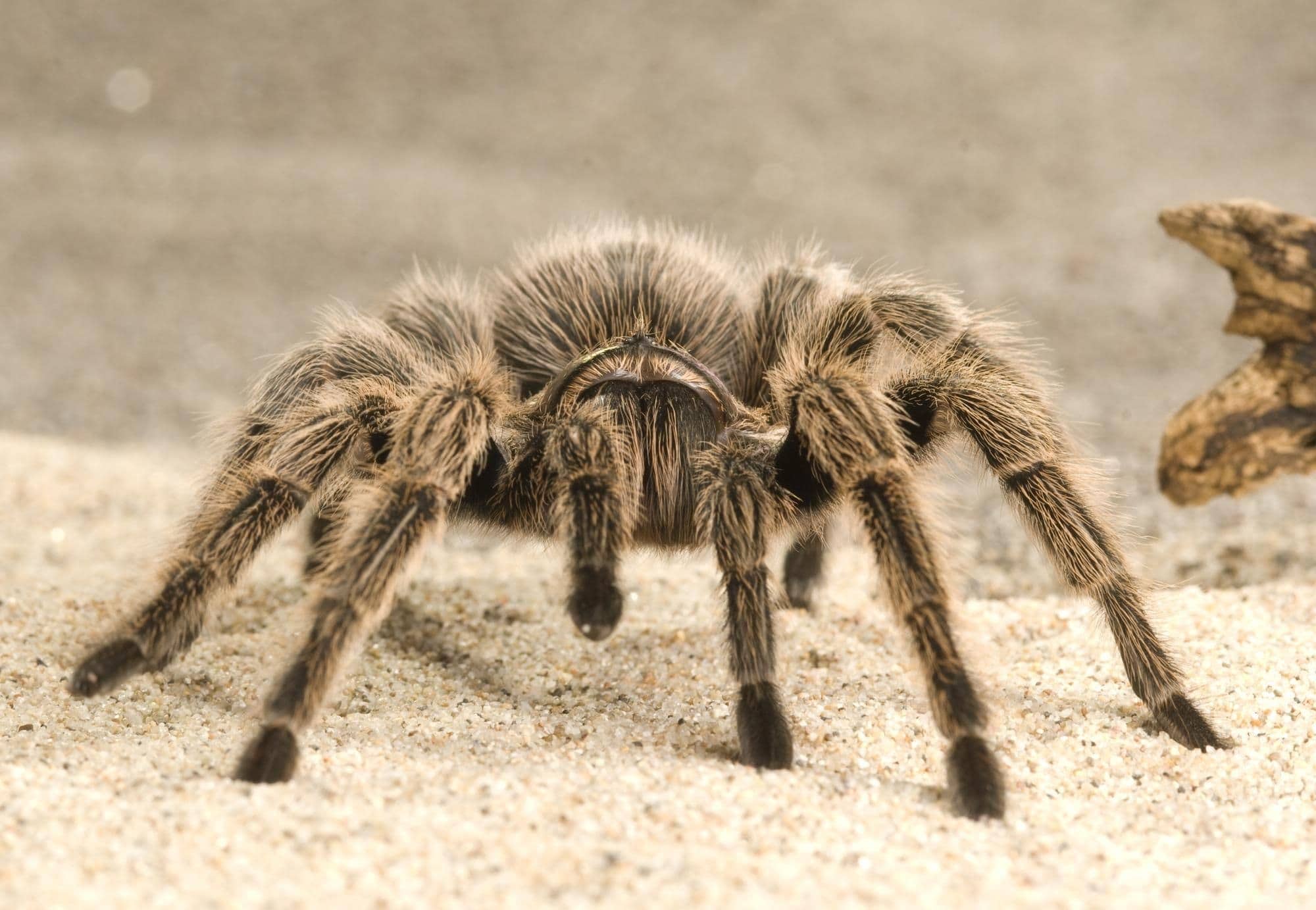 tarantula-dream-meaning-get-your-dream-interpretation-now