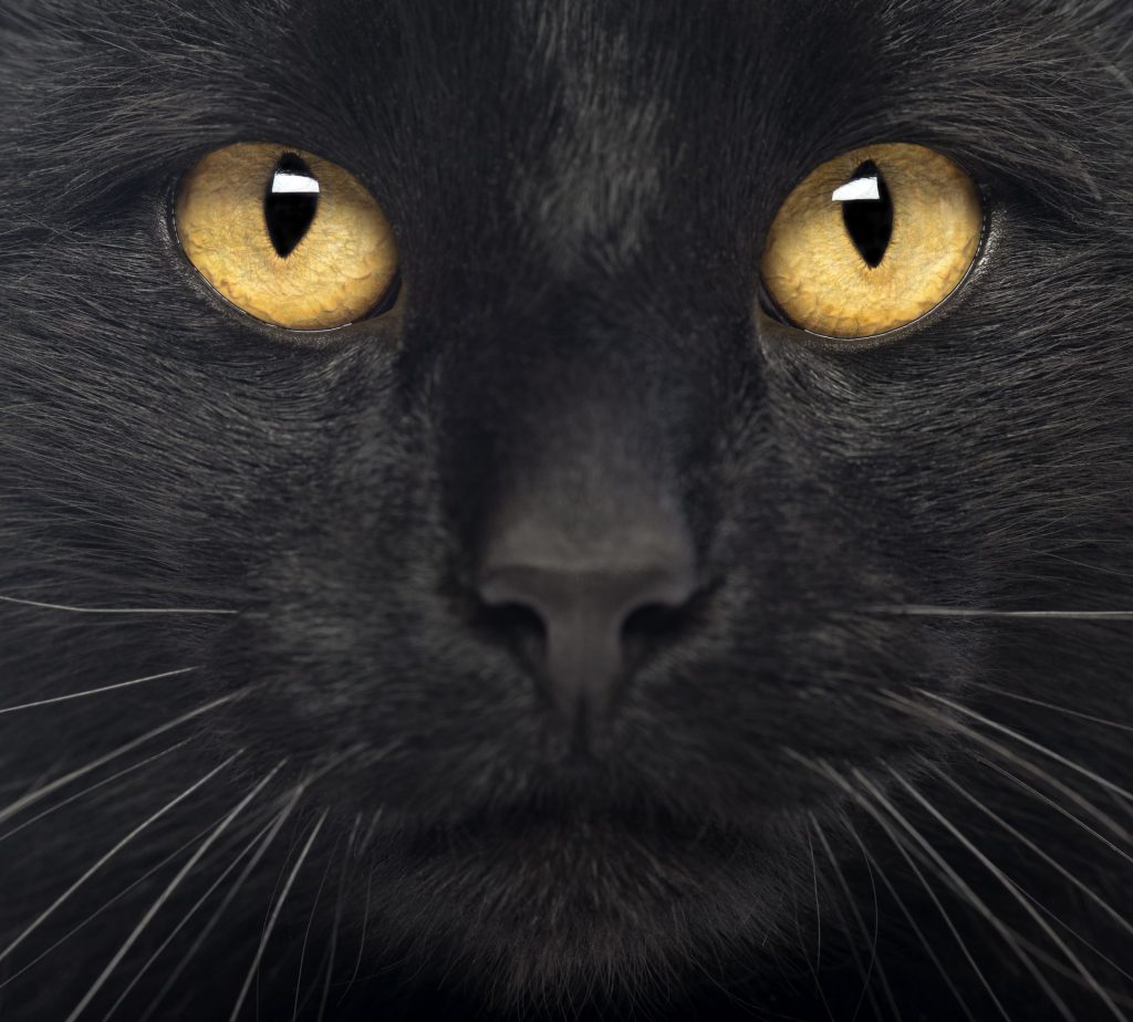 Black Cat Dream Meaning Get Your Dream Interpretation Now!!!