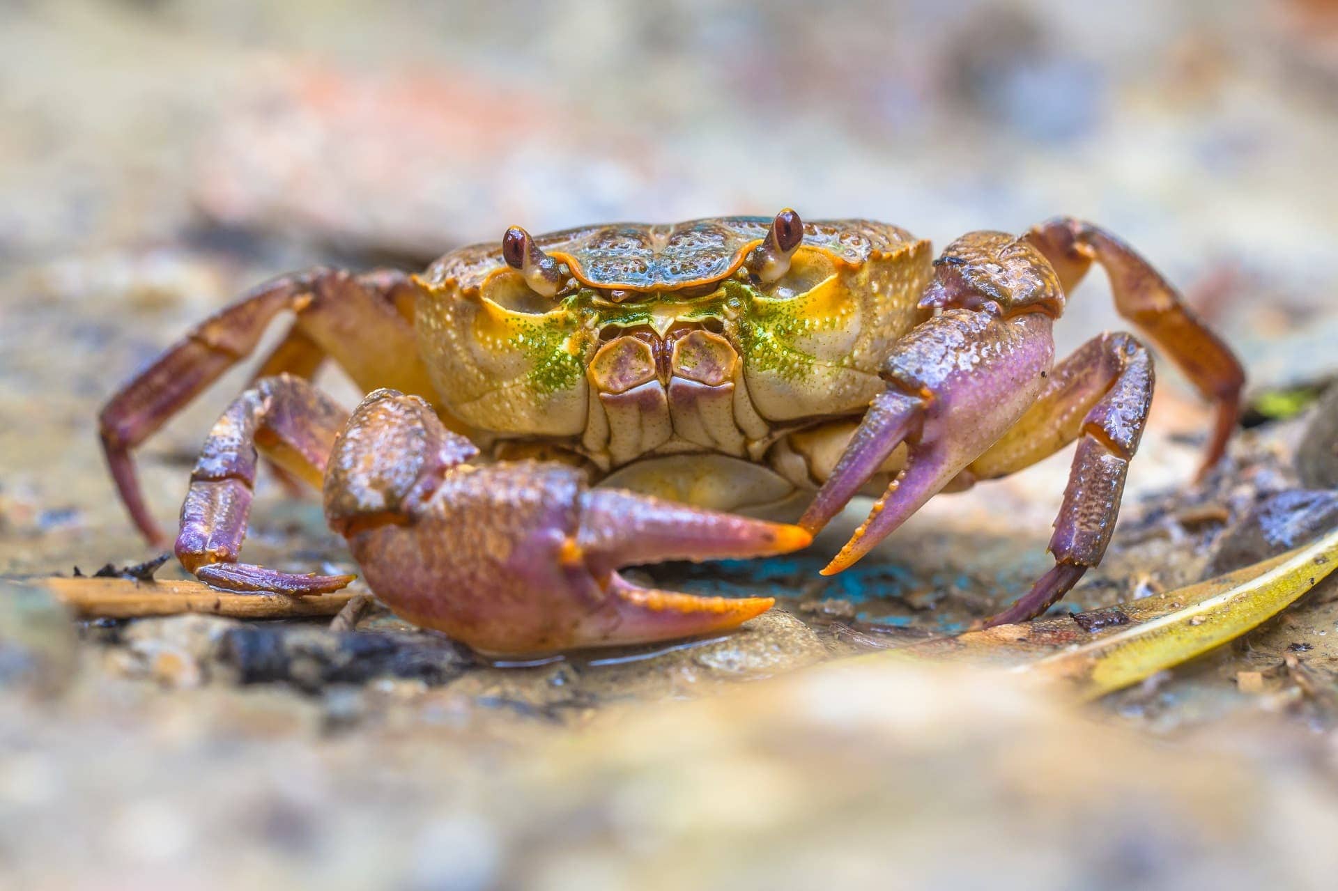 Crab Dream Meaning Get Your Dream Interpretation Now!!! Crab Dream Meaning Get Your Dream Interpretation Now!!!