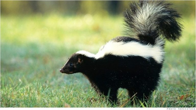 Skunk Dream Meaning | Get Your Dream Interpretation Now!!!