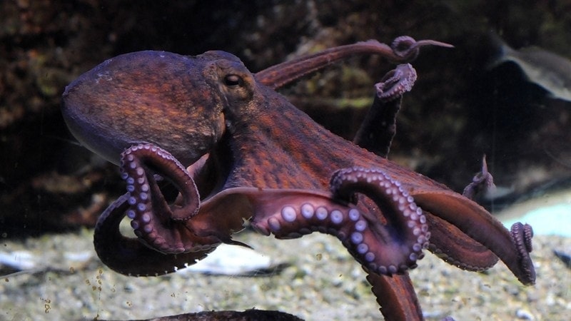 Octopus Dream Meaning | Get Your Dream Interpretation Now!!!