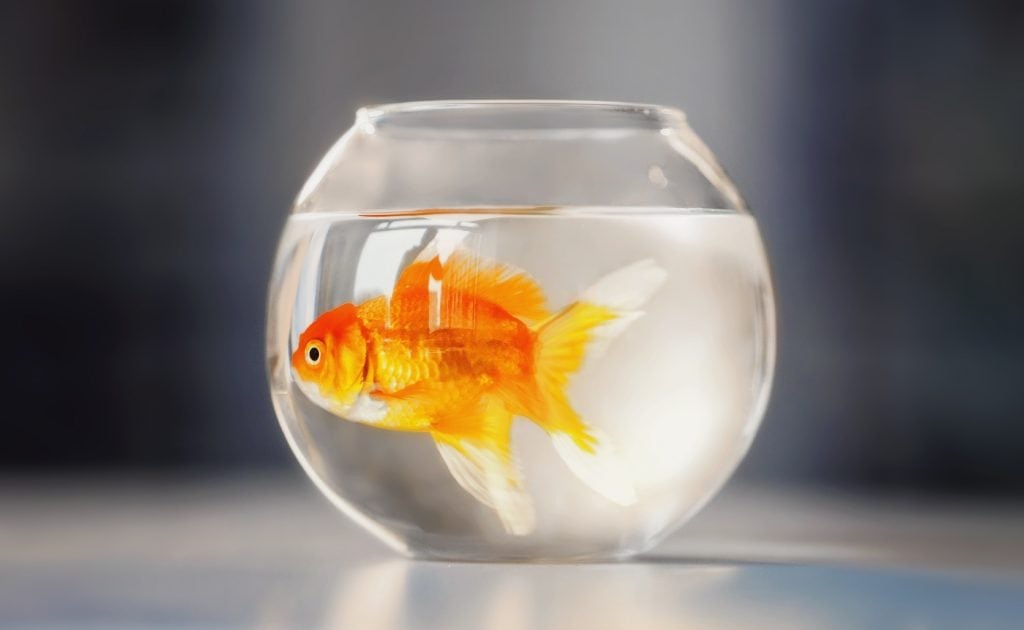 goldfish sensul vis, vis despre goldfihs, goldfihs interpretare vis, văzând într-un vis goldfish