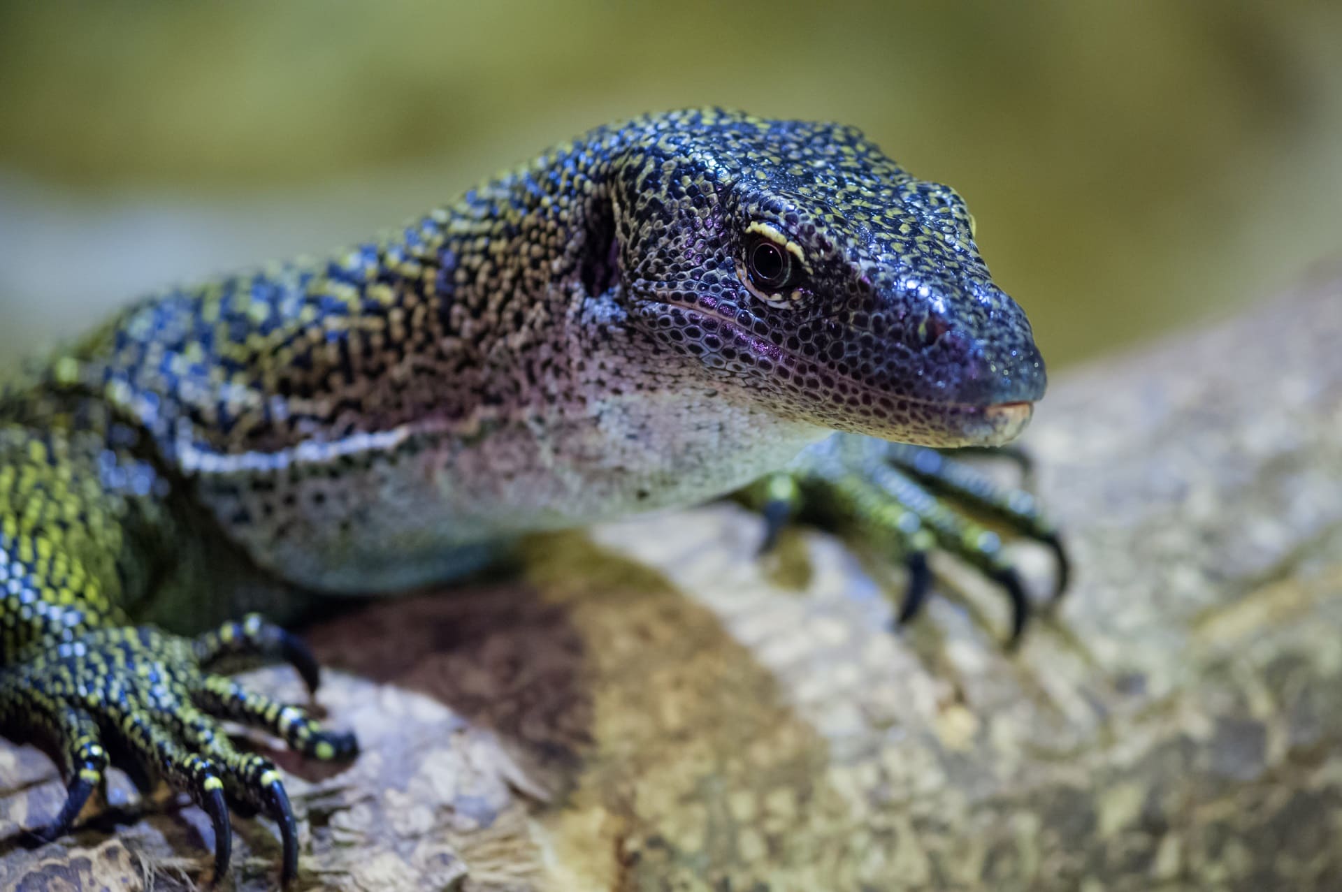 lizard-dream-meaning-get-your-dream-interpretation-now