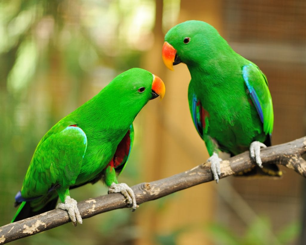 Parrot Dream Meaning | Get Your Dream Interpretation Now!!!